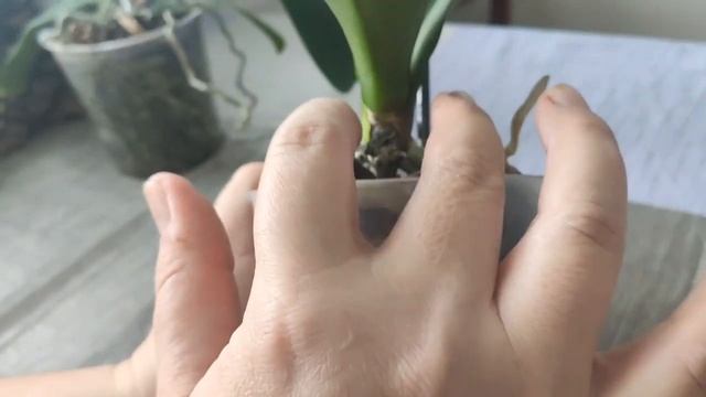 #орхидеи не пробившие корнями листья. Что с Фузариозом после обработки медным купоросом?!?.. смотреть онлайн