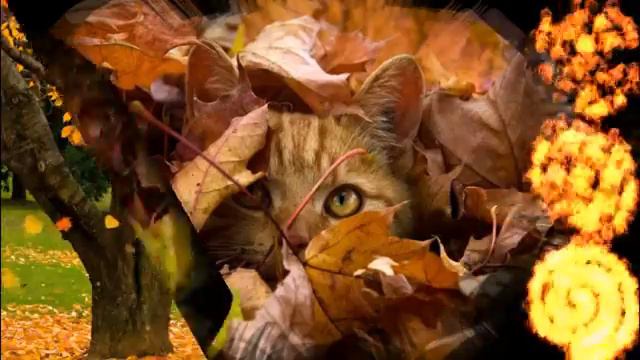 Осень в родном городе