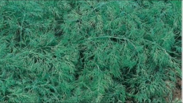 Аврора - самый душистый укроп