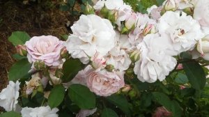 Роза Florence Delattre.Моя голубая коллекция.