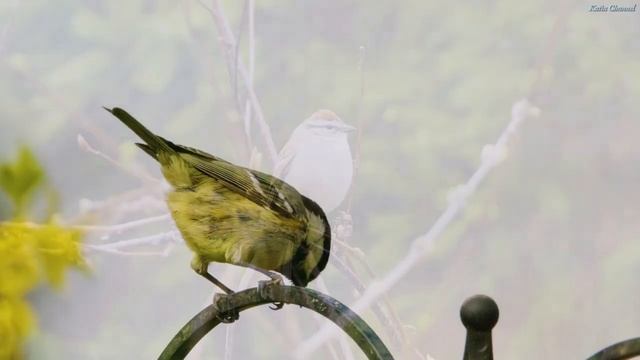 Расслабляющая музыка - Исцеление от стресса, тревоги и депрессии, Исцеление разума и тела смотреть онлайн