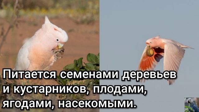 Какаду инка (англ. Major Mitchell's cockatoo) смотреть онлайн