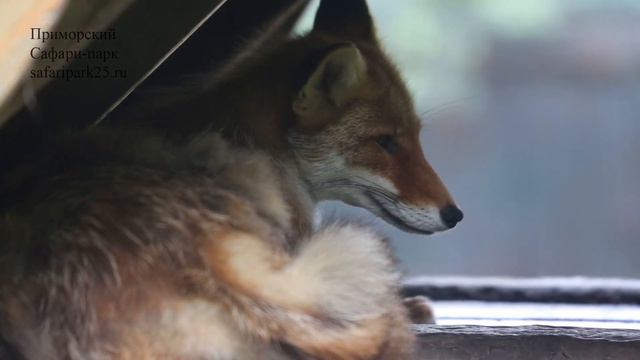 В ПАРКЕ ХИЩНЫХ ЗВЕРЕЙ смотреть онлайн