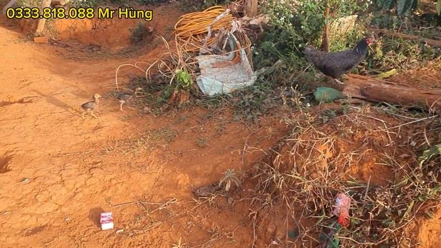 [Đã Bán]Bán Đất Đăk Nông 355| Chỉ 380 triêu Sở Hữu Vườn Có Nhà Điện Nước Đầy Đủ Cà Phê Kinh Doanh смотреть онлайн