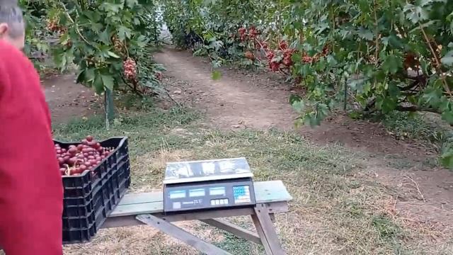 @Виноград Сенатор Павловского Отзыв о винограде смотреть онлайн