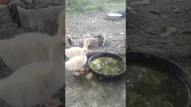 Гусята Линда на водопое смотреть онлайн