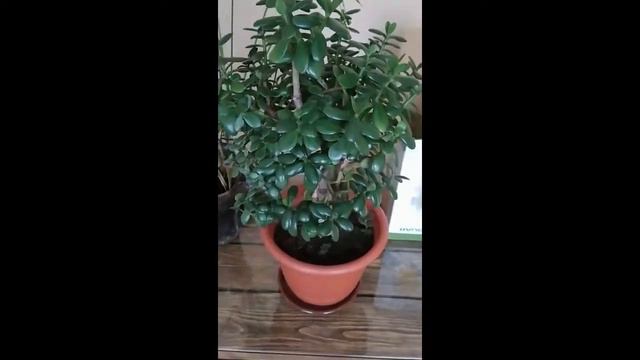 Отличная рассада на 15 апреля смотреть онлайн