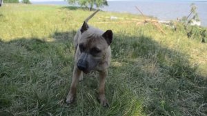 Лай Стаффорда собаки убийцы. Сделать громче!!!