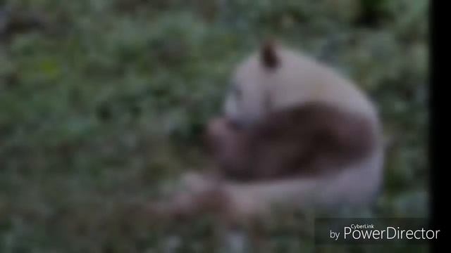Слайд шоу про Панд.? смотреть онлайн