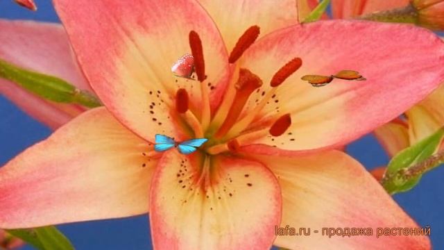 Лилия азиатская Изи Дрим (lilium asiatic) ? лилия Изи Дрим обзор: как сажать луковицы лилии Изи Дри смотреть онлайн