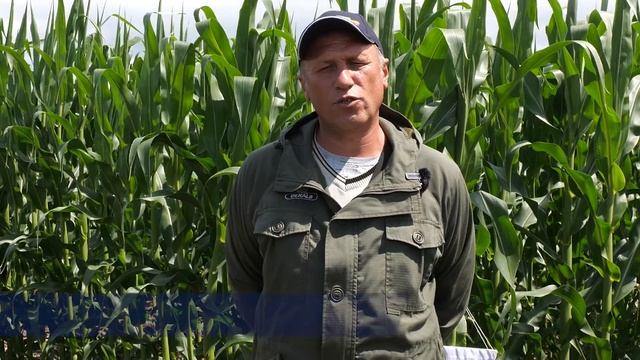 Исследование КАПРЕНО - гербицида для кукурузы смотреть онлайн