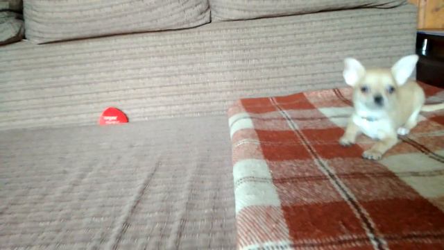 Девочка чихуахуа смотреть онлайн