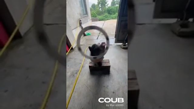 циркач.mp4 смотреть онлайн