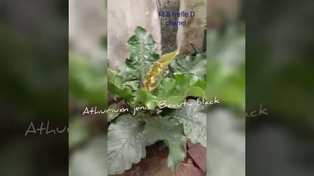 Tanaman Anthurium Beauty Black