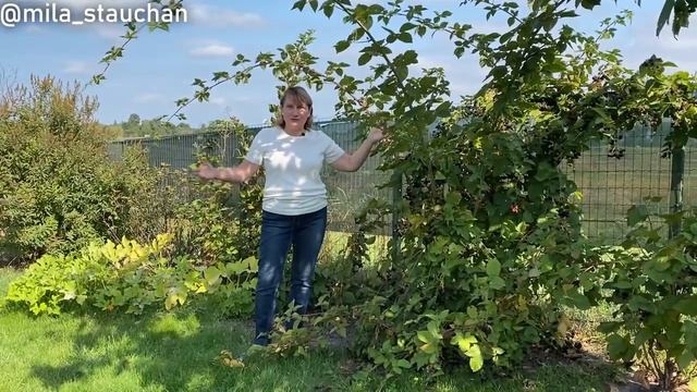 Гигантская ежевика? Кусты ежевики разрослись до огромных размеров!! В конце видео подарок? смотреть онлайн