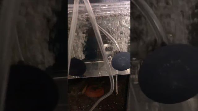 Corydoras Aeneus Albino Eggs смотреть онлайн