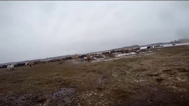 Обзор башкирской породы лошадей смотреть онлайн