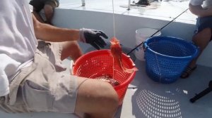 Рыбалка в Мексиканском заливе.Deep Sea Fishing in Destin, Florida. September 2020.