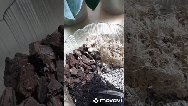 Антуриум Пересадка деток Грунт смотреть онлайн