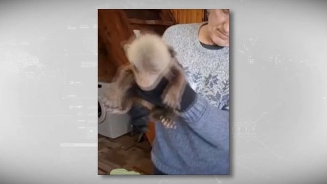 В Центре спасения медвежат-сирот Тверской области пополнение смотреть онлайн