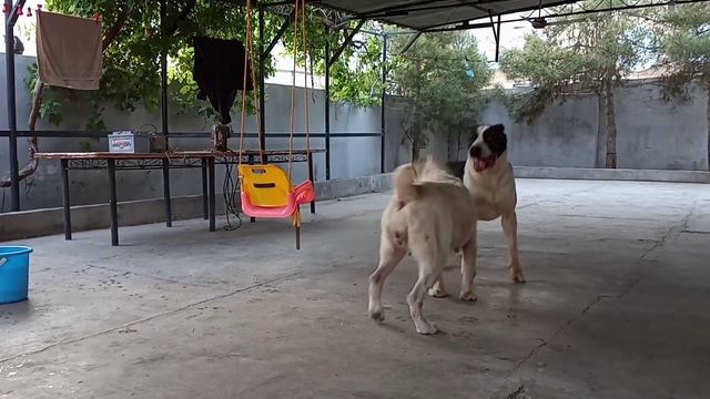 Бархан Флиртун Туркменский Волкодав Turkmen Itleri alabay Central Asian Work Dogs Alabai смотреть онлайн