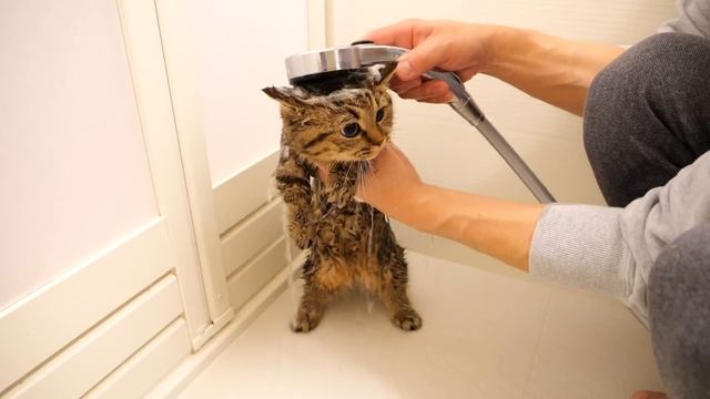 Kitten Lili's dislike of baths has been revealed... смотреть онлайн