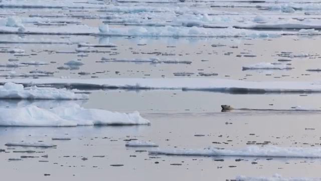 Білий Ведмідь полює на морського Котика смотреть онлайн