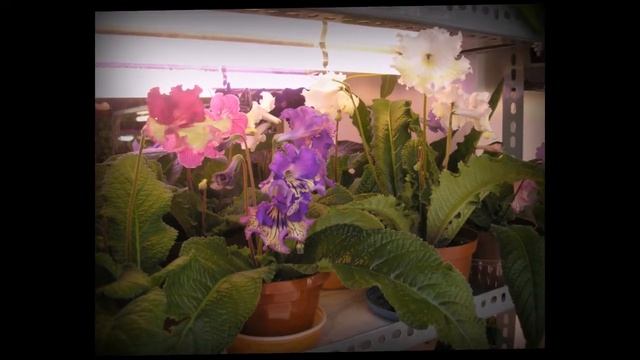 Мои фиалки и стрептокарпусы 2 смотреть онлайн