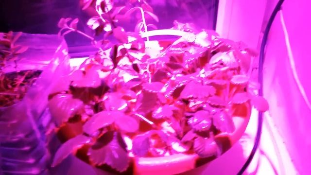 Светодиодная фитолампа 15 Вт Е27 и эффект от нее смотреть онлайн