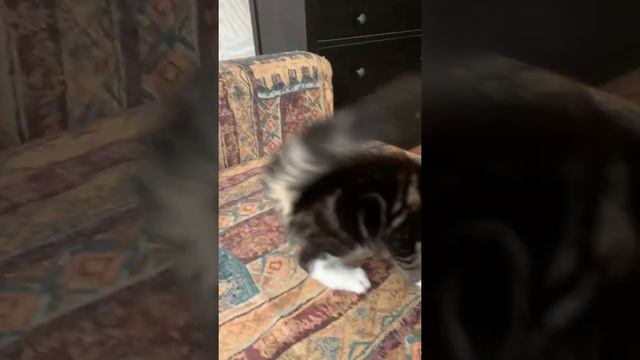 Мейн кун 26.03.2022 рождения. смотреть онлайн