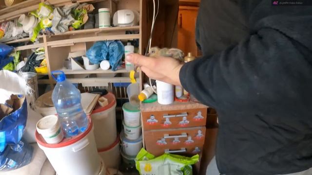 OBRĄCZKOWANIE ??- pierwsze młode na gołębniku! ??Zbigniew Rodak PZHGP 0309 Szczecin смотреть онлайн