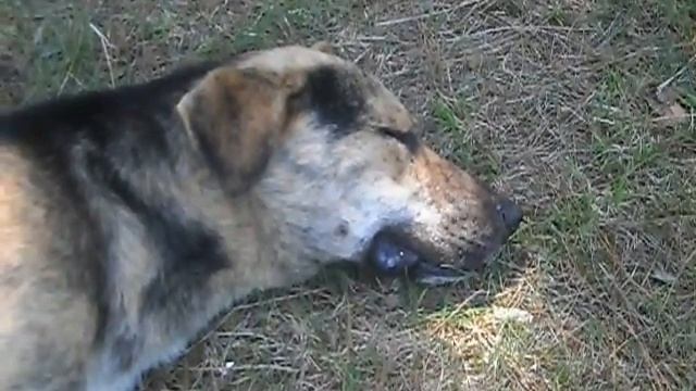 Собака храпит.... ржака смотреть онлайн