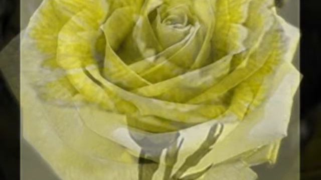 CARNATION and a ROSE смотреть онлайн
