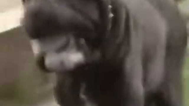 Мастино Неаполитано смотреть онлайн