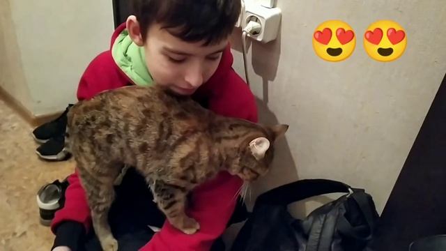 Кошка любит хозяина. #коты #любовь #ласка #друг #встречахозяина #дождалась #любимыйпитомец #cat смотреть онлайн