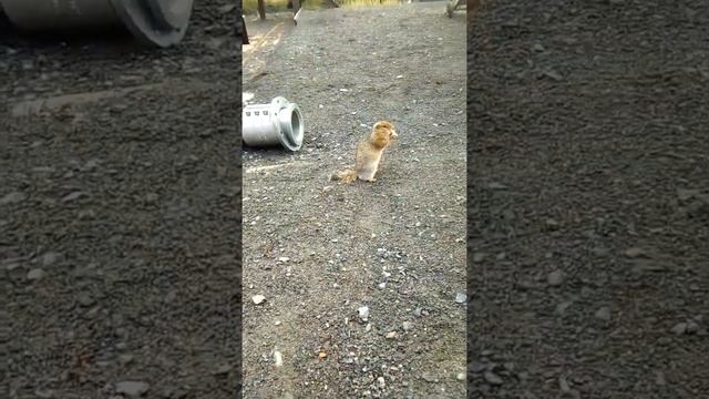 Суслик евражка г.Певек. смотреть онлайн