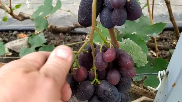 Виноградное ЧУДО в октябре!!! смотреть онлайн