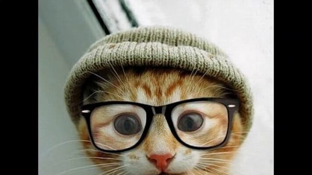 Shmatriks #2 Угарные животные! смотреть онлайн