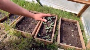 теплица для рассады своими руками из подручных материалов