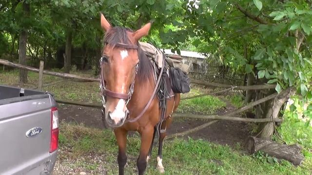 06 28 2014 к прогулке готов смотреть онлайн