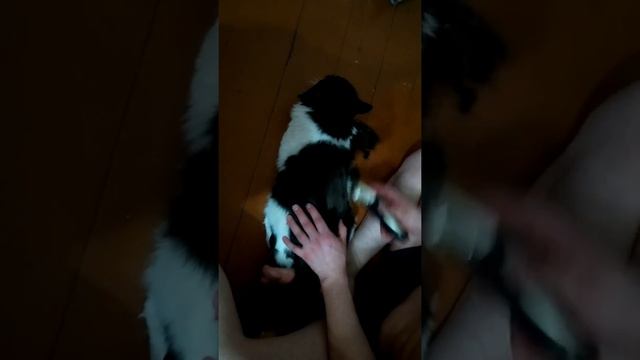 Машинка для стрижки BaoRun смотреть онлайн