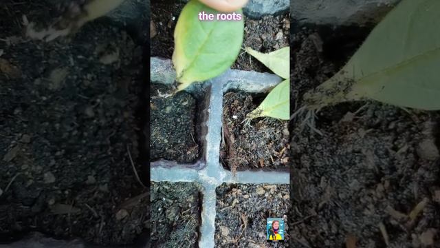 Petunia Leaves Propagation смотреть онлайн