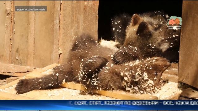 Тверские зоологи показали условия для медвежат из Тюменской области смотреть онлайн