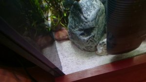 Грунт для аквариума с малавийскими цихлидами