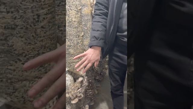 Выращивание вешенки по однозональной системе на зерновом мицелии фирмы Футар. Штамм К-17 смотреть онлайн