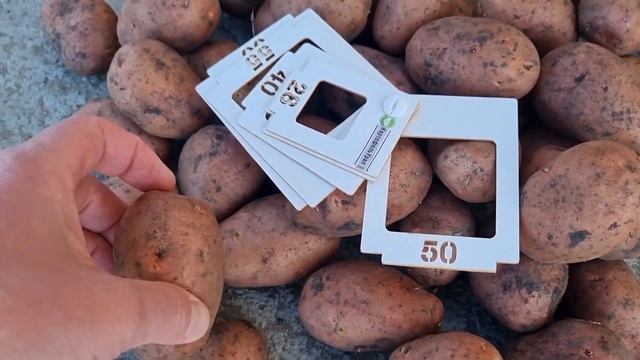 5 апреля 2023 г. Обзор сортов картофеля Ред Леди, Аризона ??#kartofelural смотреть онлайн