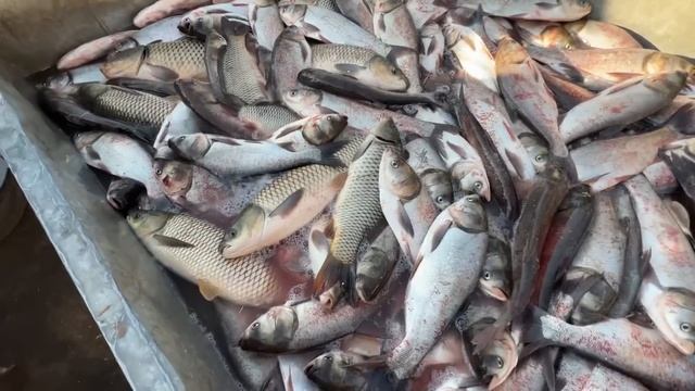 ХОРАЗМ БАЛИК БОЗОРИ 21-МАРТ СОГИНГАНЛАР УЧУН МАХСУС БАЙРАМ БОЗОРИ ХОРАЗМ БОЗОР