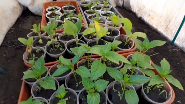 Земляника лесная на дачном участке. Высадили томаты. смотреть онлайн