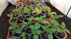 Земляника лесная на дачном участке. Высадили томаты.