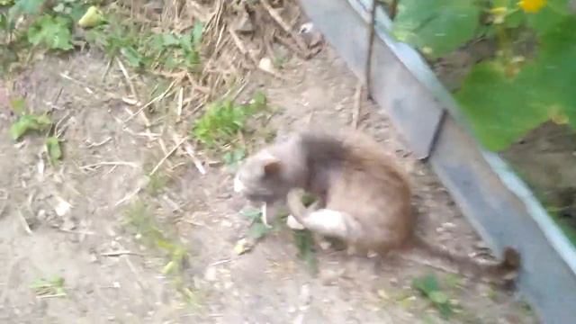 Кот Макрон - ни рыба не мясо смотреть онлайн